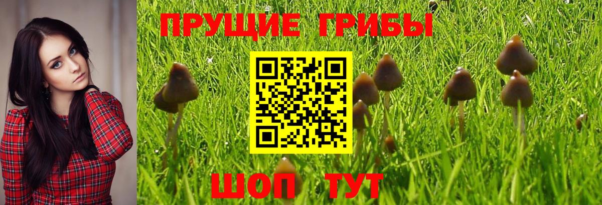 Унеча  Псилоцибиновые грибы GOLDEN TEACHER  Вход с VPN 